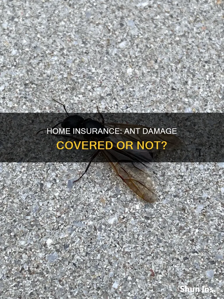 does homeowners insurance cover ant damage