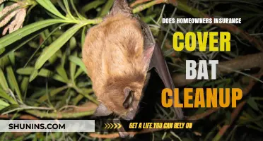 Homeowners Insurance: Bat Cleanup Coverage Explained