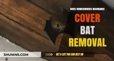 Home Insurance: Bat Removal Coverage?
