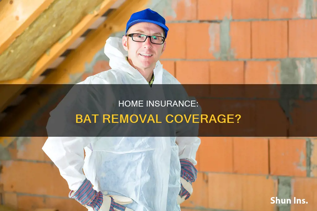 does homeowners insurance cover bat removal