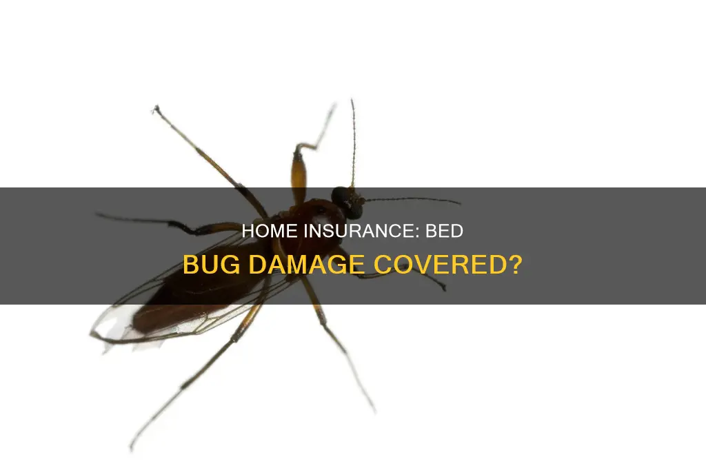 does homeowners insurance cover bed bugs
