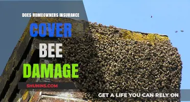 Homeowners Insurance: Bee Damage Covered or Not?