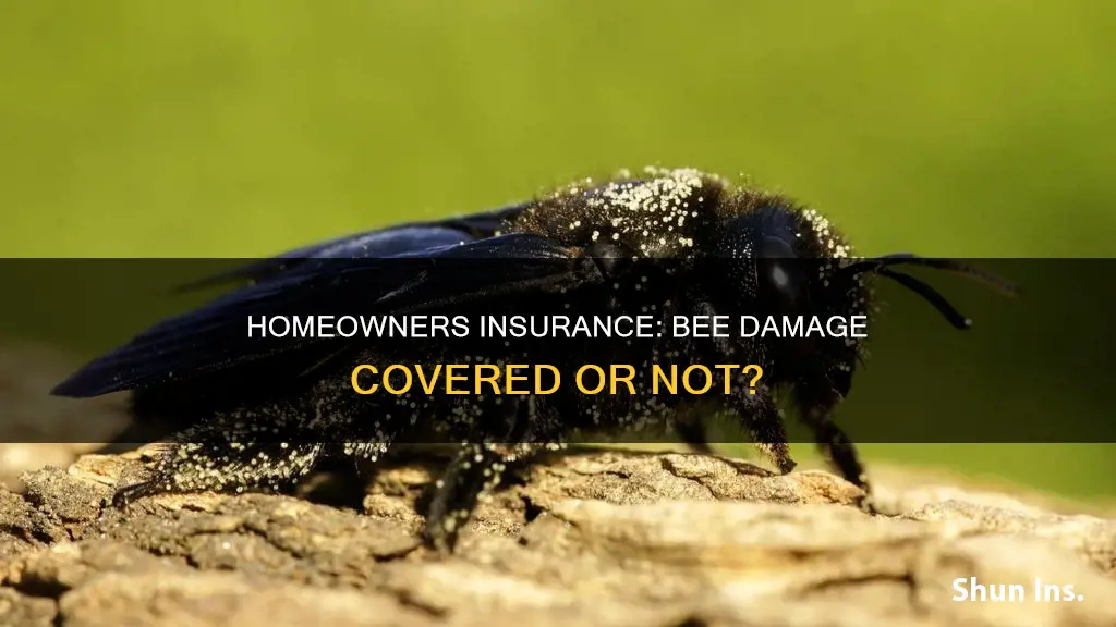 does homeowners insurance cover bee damage
