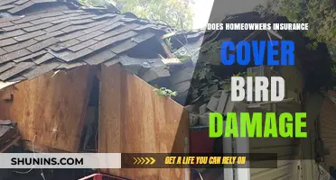 Homeowners Insurance: Bird Damage Covered?