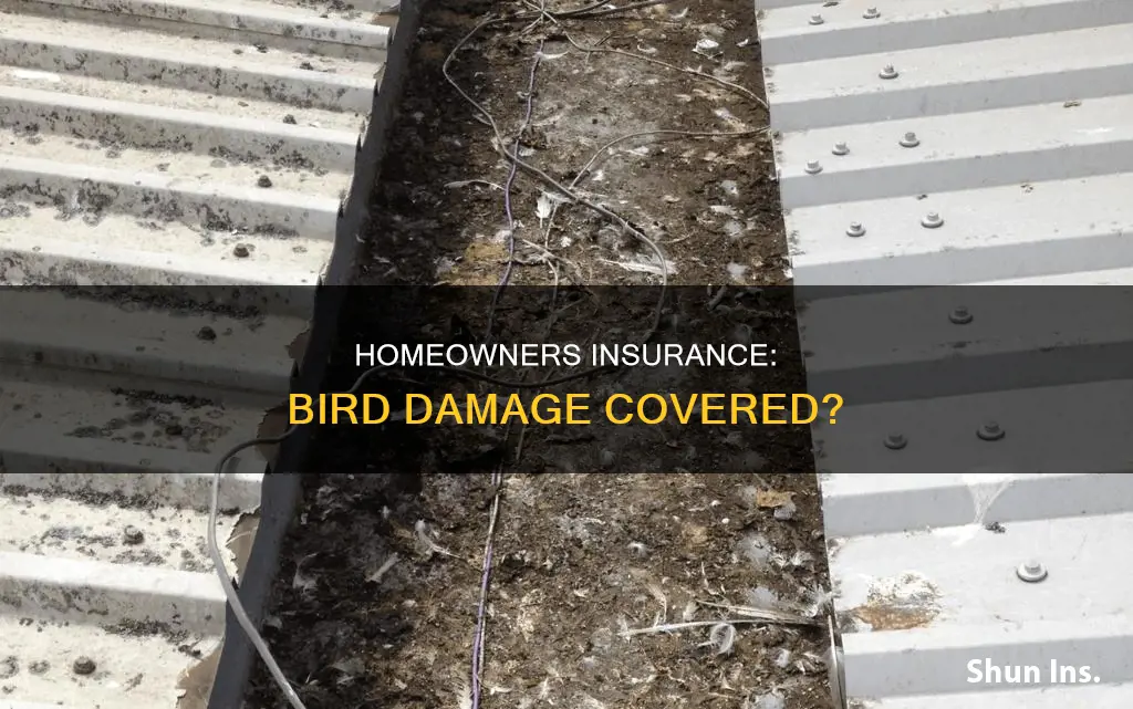 does homeowners insurance cover bird damage