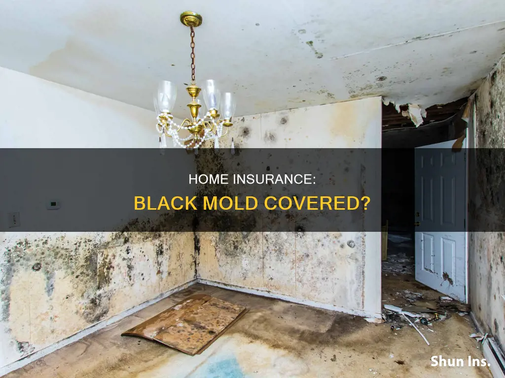 does homeowners insurance cover black mold
