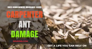 Carpenter Ant Damage: Is Your Home Insurance Enough?