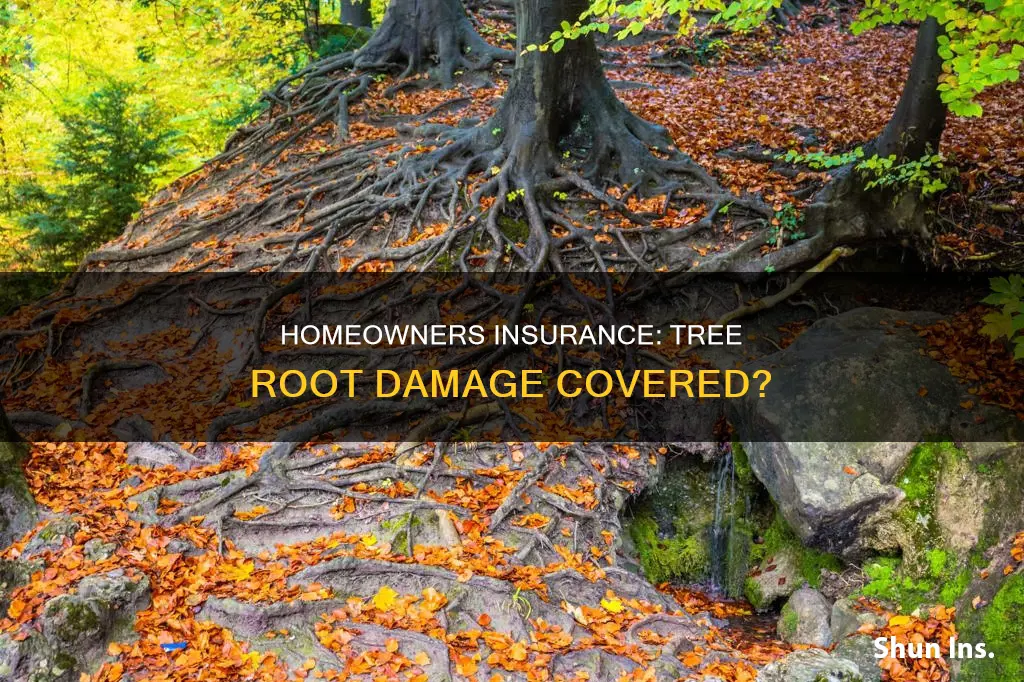 does homeowners insurance cover damage caused by tree roots