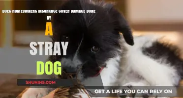 Stray Dog Damage: Is Homeowners Insurance Enough?