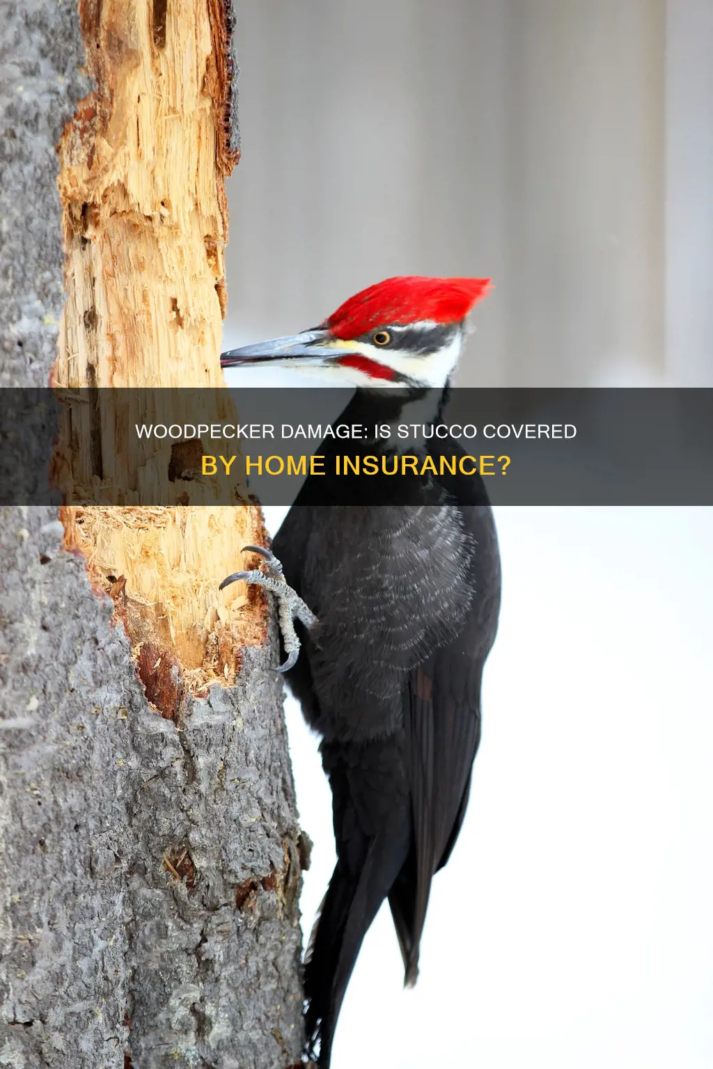 does homeowners insurance cover damage to stucco from woodpeckers