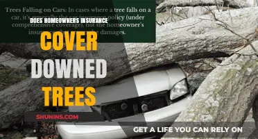 Homeowners Insurance: What About Downed Trees?