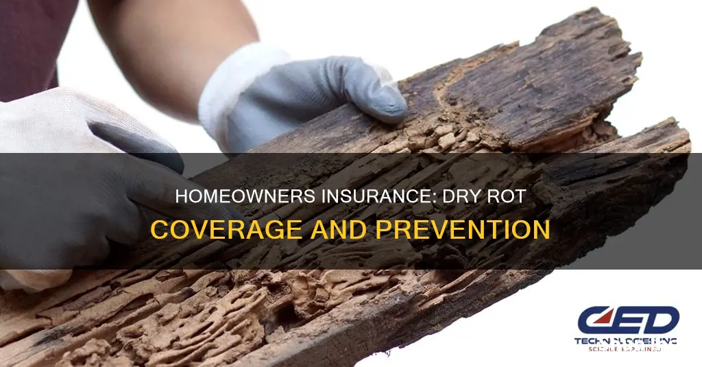 does homeowners insurance cover dry rot
