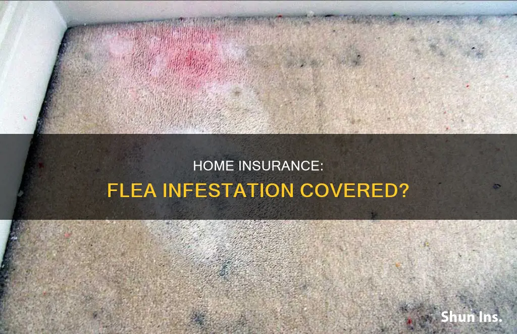 does homeowners insurance cover flea infestation