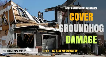 Groundhog Damage: Is Your Home Insurance Enough?
