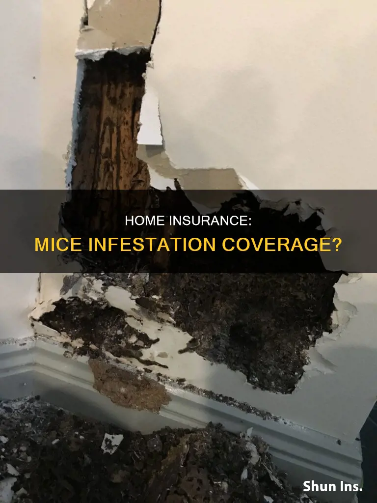 does homeowners insurance cover mice infestation