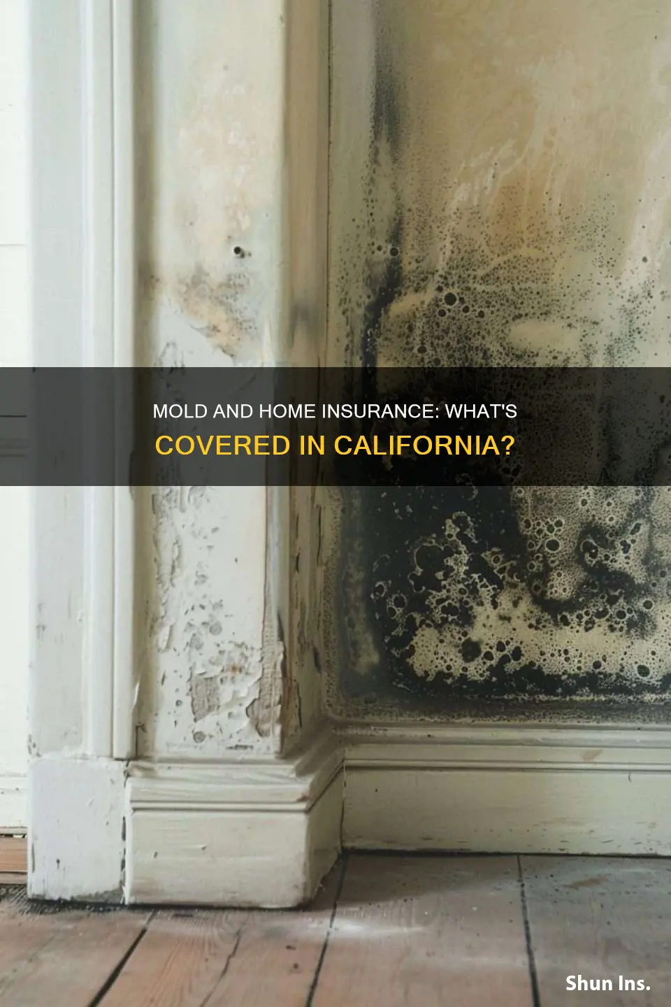 does homeowners insurance cover mold california