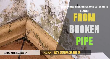 Homeowners Insurance: Does It Cover Mold from a Broken Pipe?