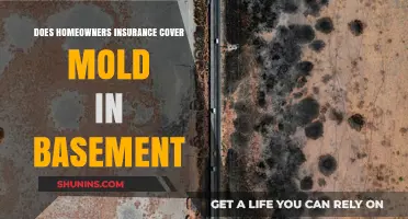 Homeowners Insurance: Does It Cover Basement Mold?