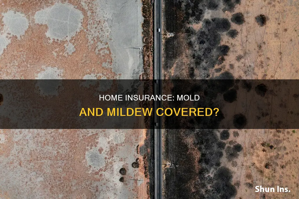 does homeowners insurance cover mold mildew