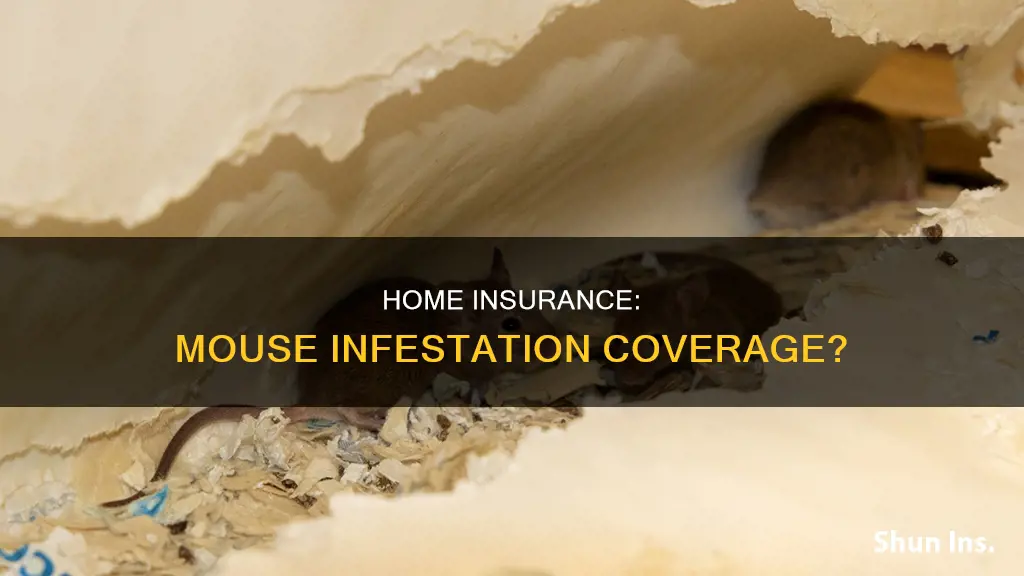 does homeowners insurance cover mouse infestation
