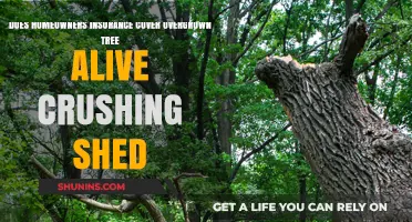 Home Insurance: Overgrown Tree Damage Covered?