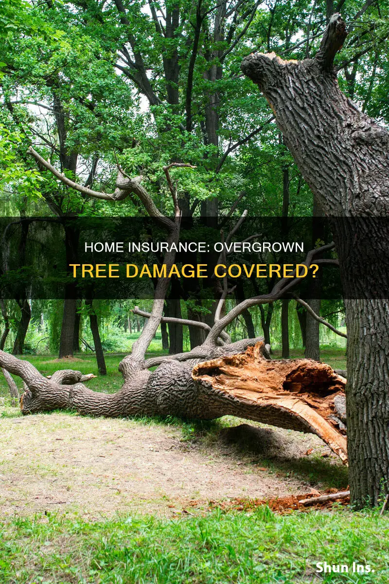 does homeowners insurance cover overgrown tree alive crushing shed