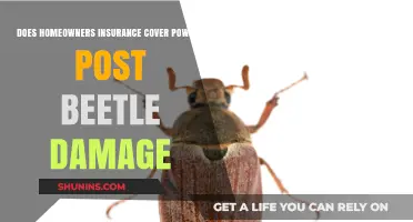 Homeowners Insurance: Powder Post Beetle Damage Covered?