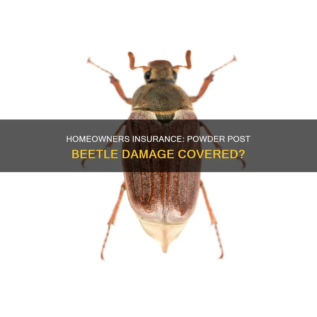 does homeowners insurance cover powder post beetle damage