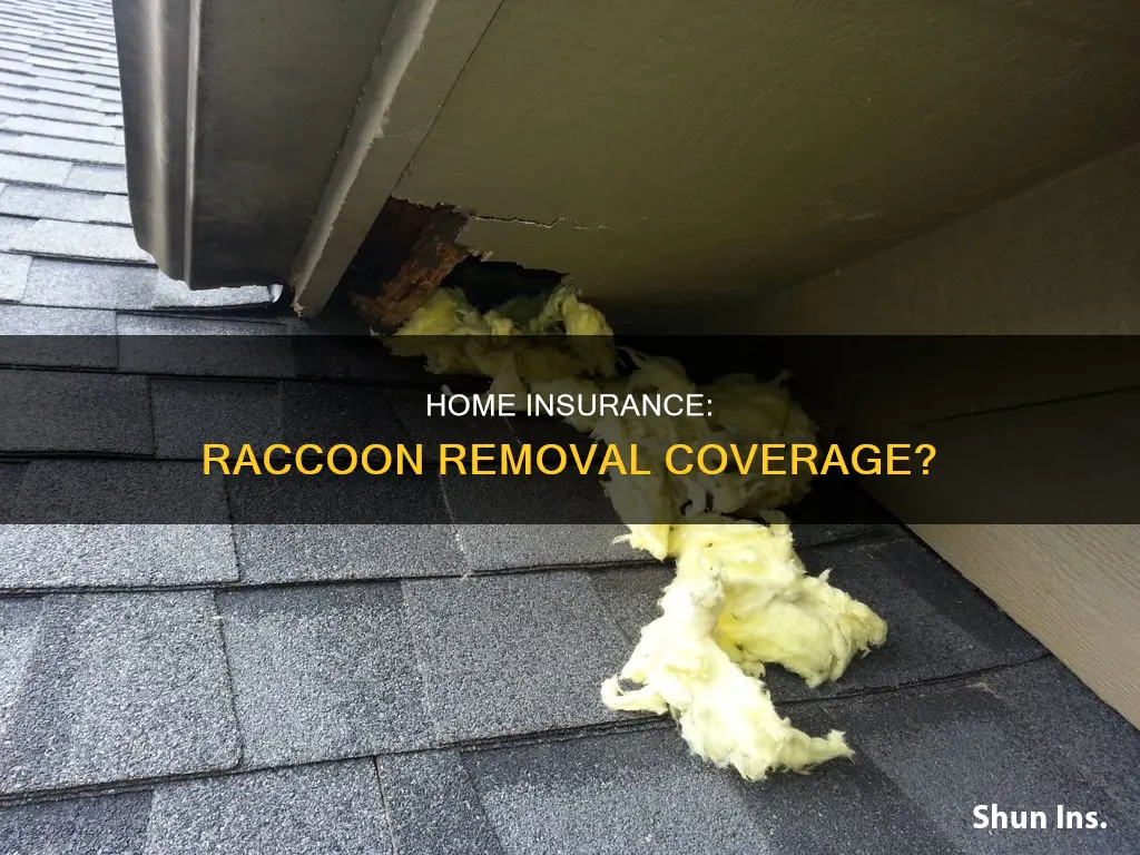 does homeowners insurance cover raccoon removal