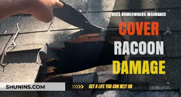 Raccoon Damage: Is Your Homeowners Insurance Enough?
