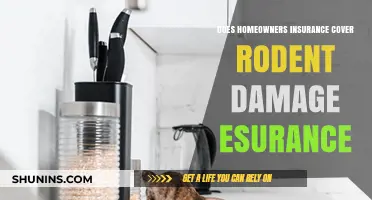 Home Insurance: Rodent Damage and Your Coverage