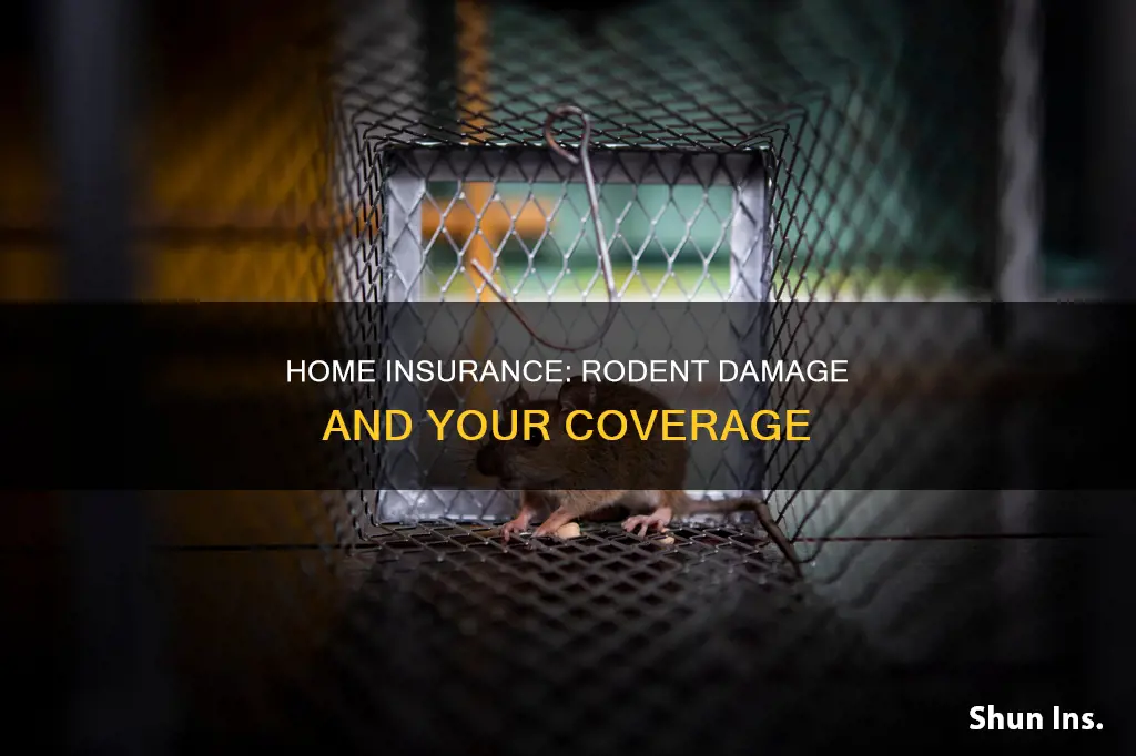 does homeowners insurance cover rodent damage esurance