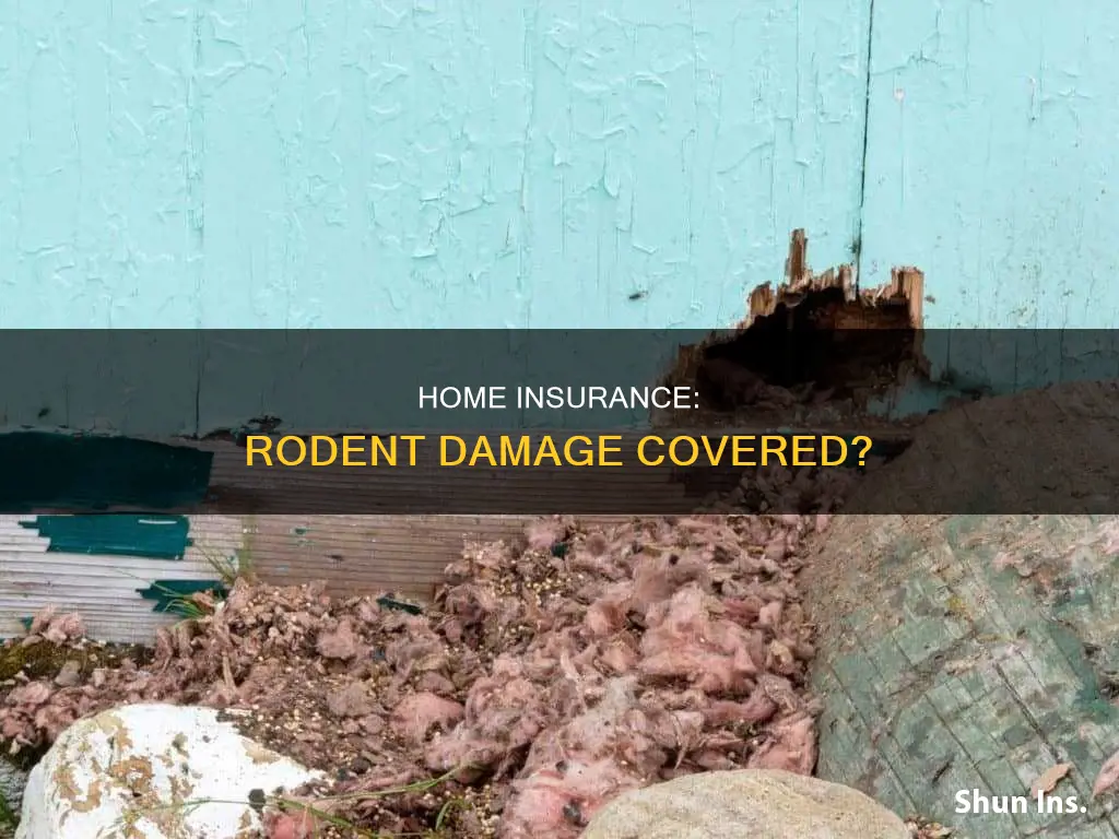 does homeowners insurance cover rodent damage