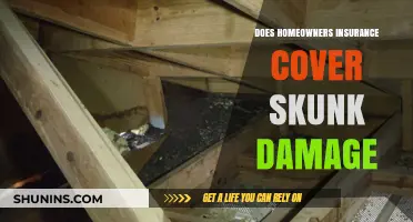 Skunk Damage: Is Your Homeowners Insurance Enough?
