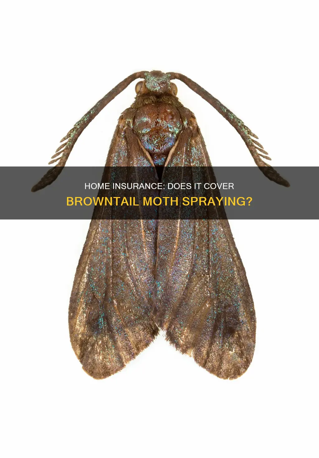 does homeowners insurance cover spraying for browntail moths