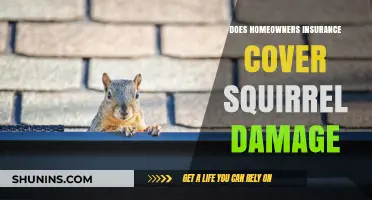 Homeowners Insurance: Squirrel Damage Covered?