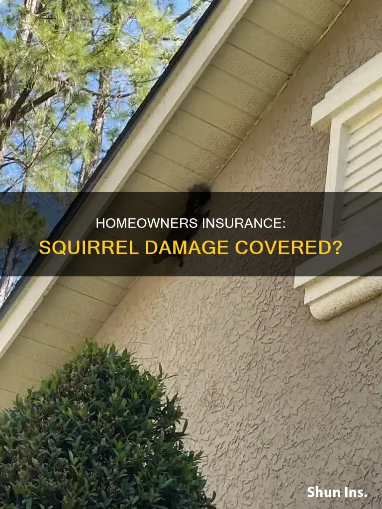 does homeowners insurance cover squirrel damage