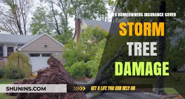 Homeowners Insurance: Storm Tree Damage Covered?