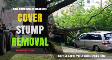 Stump Removal: Is Home Insurance Enough?
