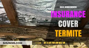 Termite Damage: Is Your Homeowners Insurance Useless?