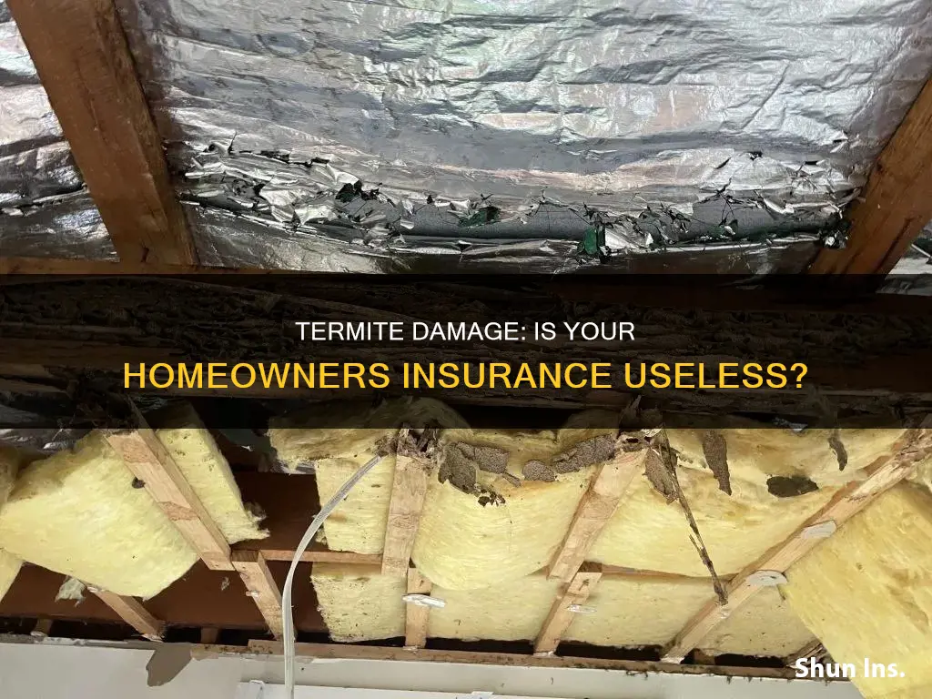 does homeowners insurance cover termite