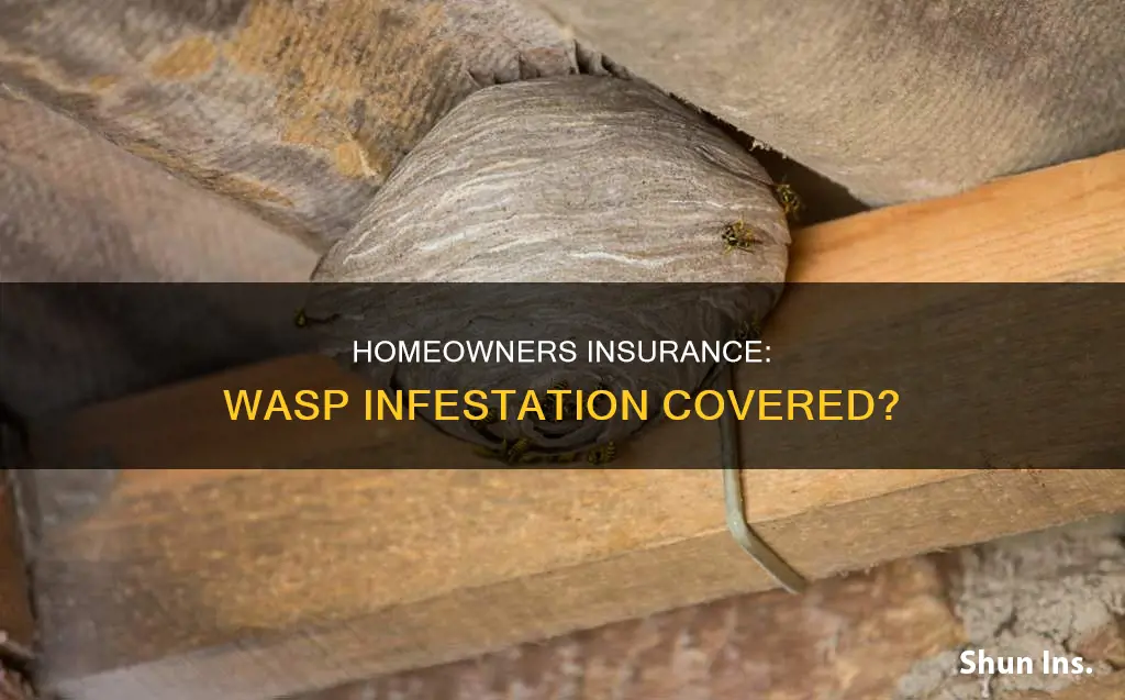 does homeowners insurance cover wasp infestation
