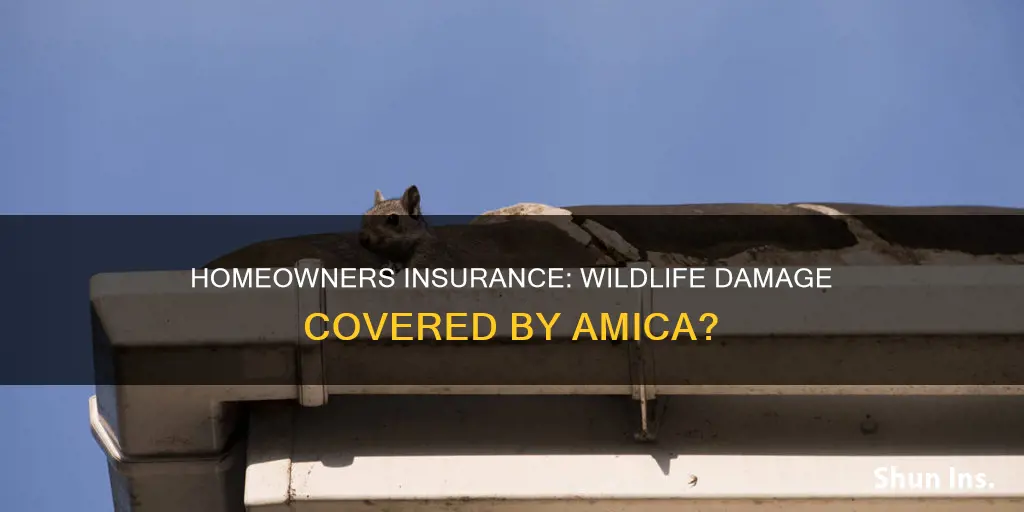 does homeowners insurance cover wildlife damage amica