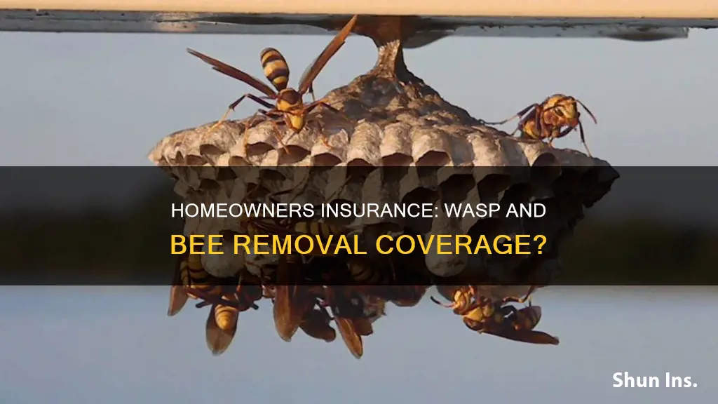 does homeowners insurance coverage wasp bee removal