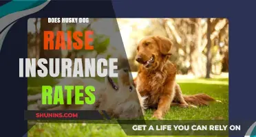Husky Dogs and Insurance: Higher Rates, Why?