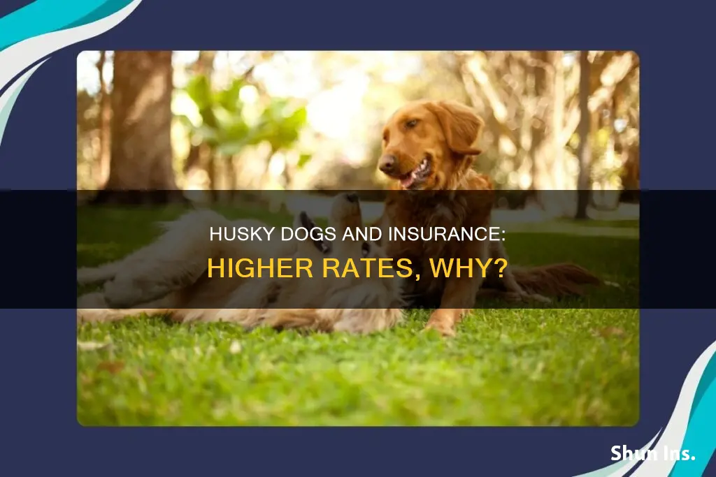 does husky dog raise insurance rates
