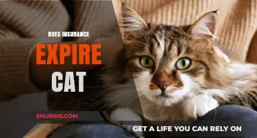 Does Cat Insurance Expire? Understanding Pet Coverage Lifespan