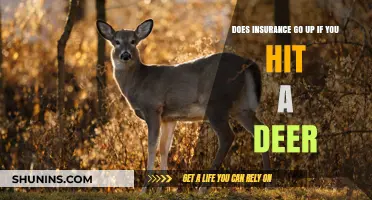 Hitting a Deer: Insurance Premiums and What to Expect