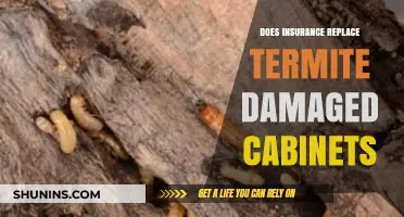 Termite Damage and Insurance: Will Your Policy Cover Cabinet Replacement?