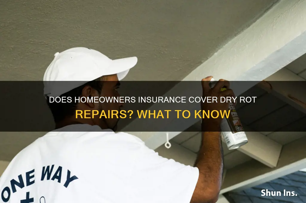 does insurance wrk for dry rot